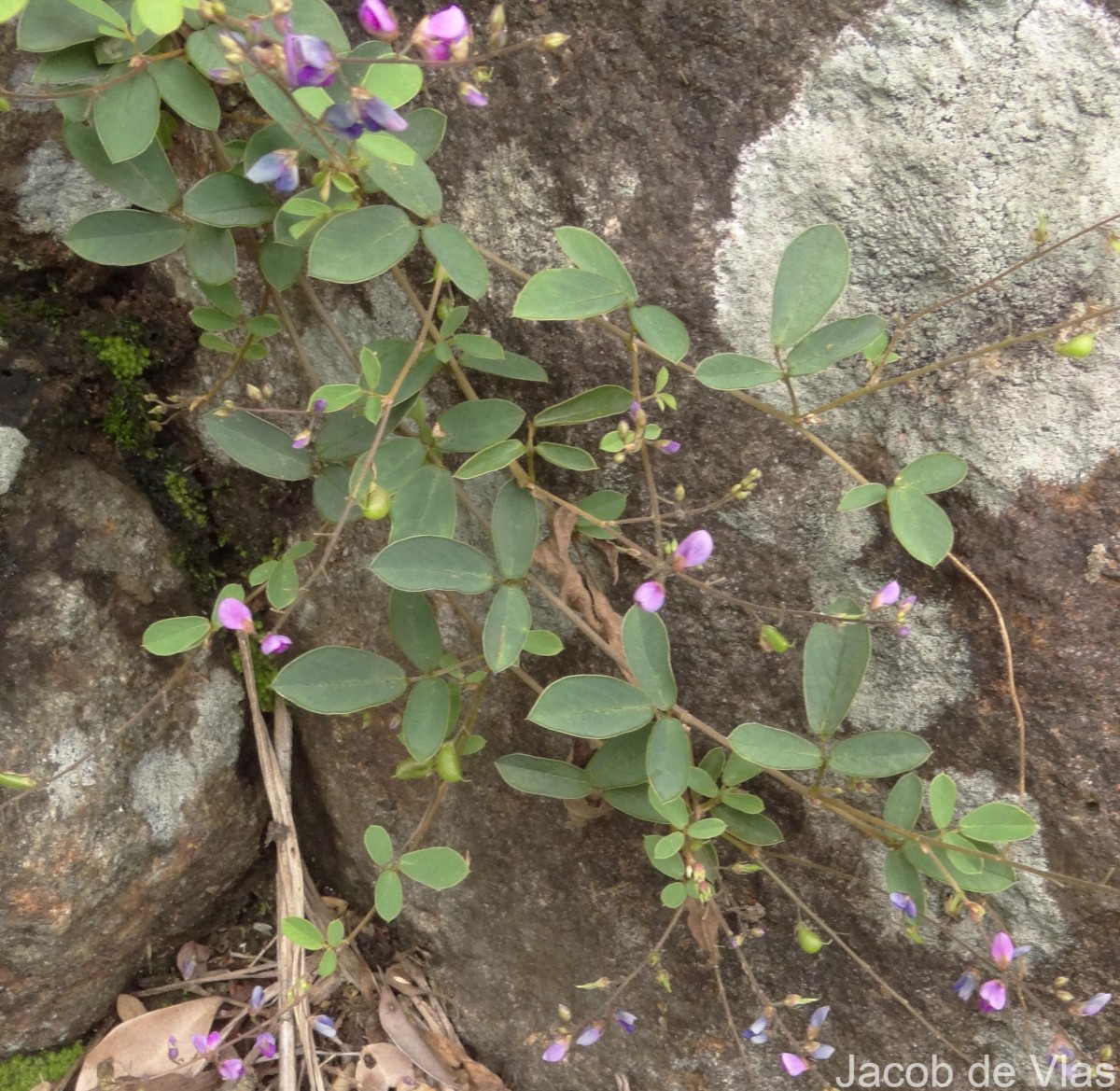 Pycnospora lutescens (Poir.) Schindl.